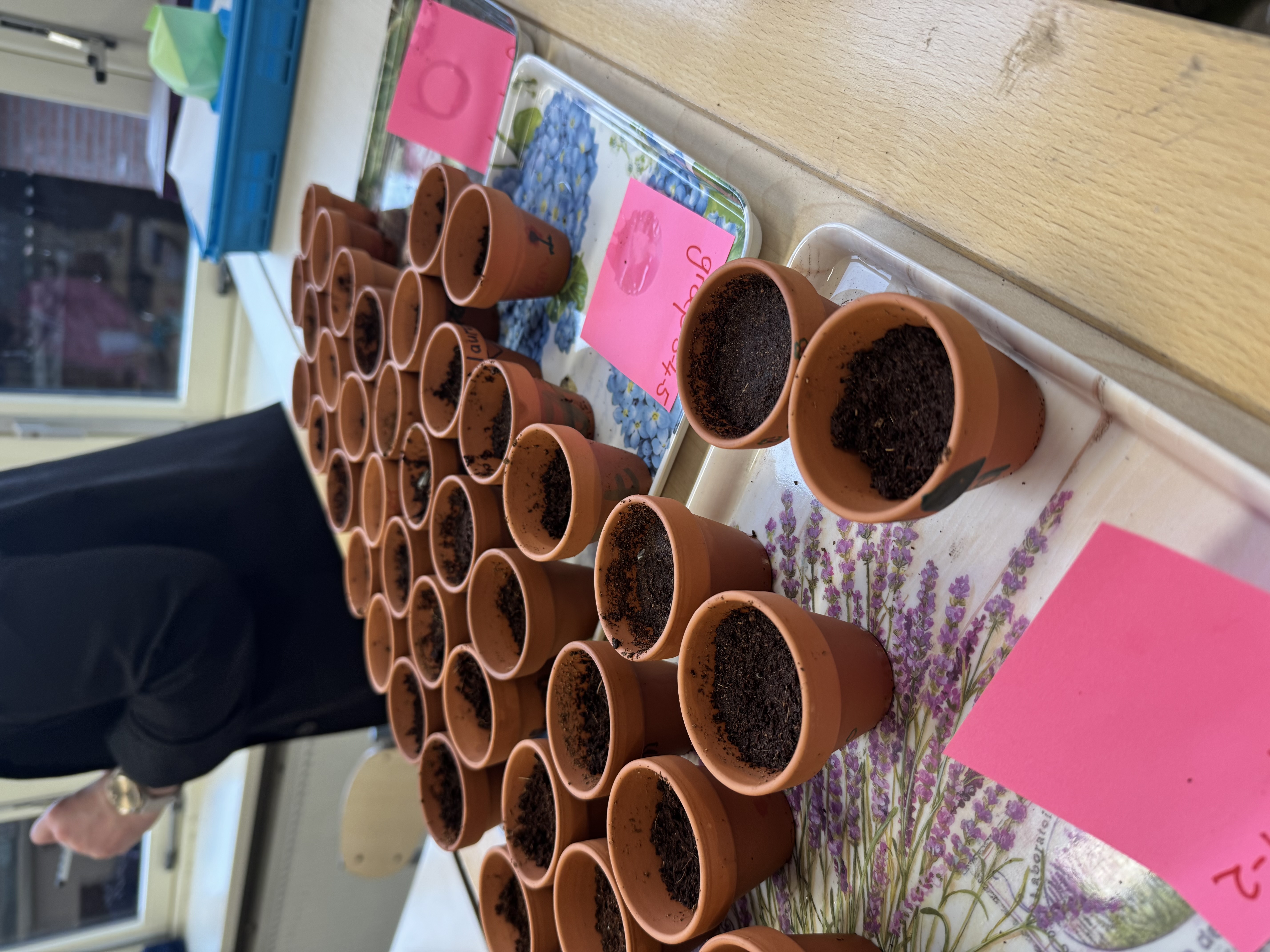 Sonnenblumen mit Kindern säen: Ein blühendes Projekt an der Grundschule Sint Theresia